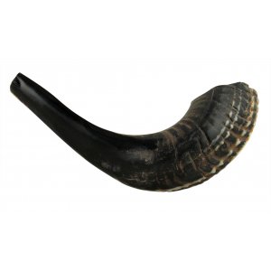Black Natural Rams Horn Shofar - Medium 13"-14"