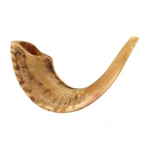 Natural Rams Horn Shofar - Large size 17"-18"