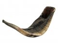 Large Natural Black Rams Horn Shofar 17
