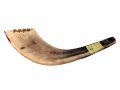 Ram's Horn Shofar Moroccan Style Light Color with Crown Cut 13