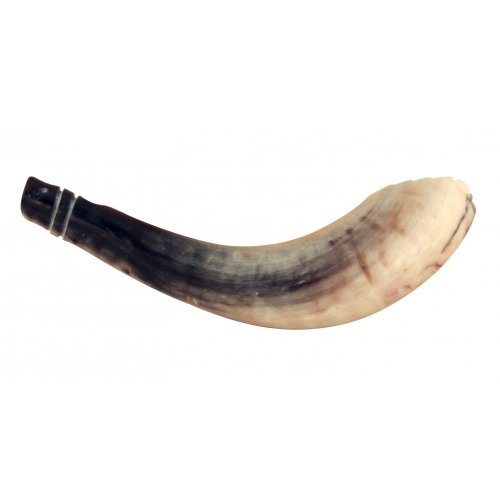 Ram's Horn Shofar Moroccan Style Light Color with Crown Cut 13
