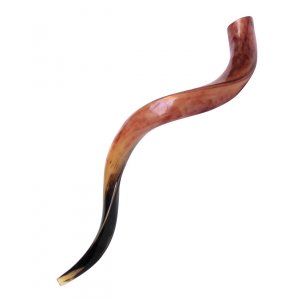 Large Polished Yemenite Shofar Kudu Horn 33"-36"