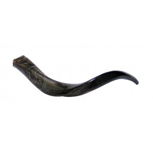 Small Natural Yemenite Shofar Kudu Horn 22"-24"