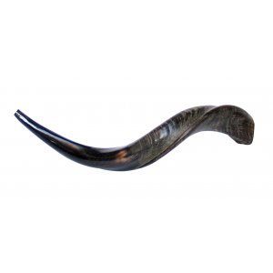 Small Natural Yemenite Shofar Kudu Horn 25"-26"