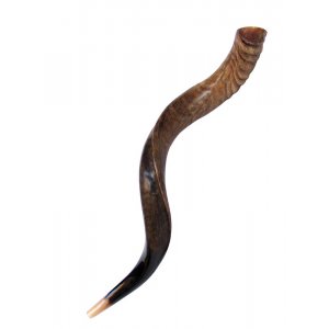 Medium Natural Yemenite Shofar Kudu Horn 29"-32"