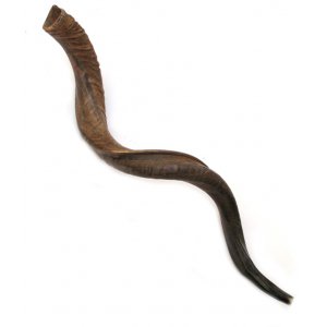 Extra Large Natural Yemenite Shofar Kudu Horn 40"-41"