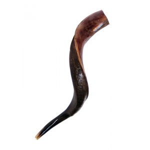 Small Yemenite Shofar Half Polished Half Natural 23"-25"