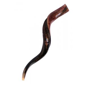 Large Yemenite Shofar Half Polished Half Natural - 34"-36"