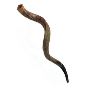 Jumbo Yemenite Shofar Kudu Horn Half Polished Half Natural Finish 49"-50"