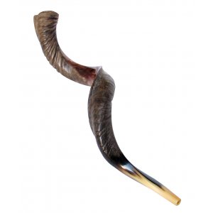 Jumbo Yemenite Shofar Kudu Horn Half Polished Half Natural Finish 45"-46"