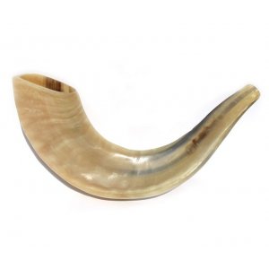 Polished Rams Horn Shofar - Small 11"-12"