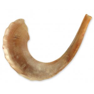 Rare Extra Large Light Tones Ram's Horn Shofar 21"-23"