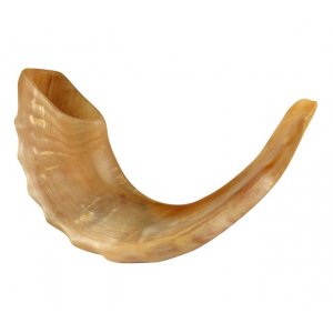 Medium Rams Horn Shofar - Polished 13"-14"