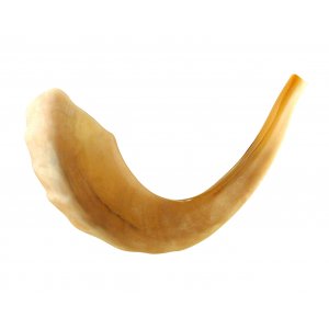 Large Polished Rams Horn Shofar 15"-16"