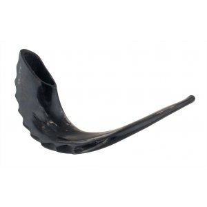 Polished Black Rams Horn Shofar - Extra Large 17"-18"