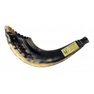 Ram's Horn Shofar Moroccan Style Dark Color with Crown Cut 13"-15"