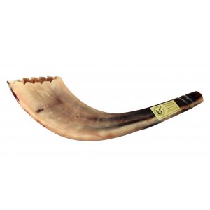 Ram's Horn Shofar Moroccan Style Light Color with Crown Cut 13"-15"