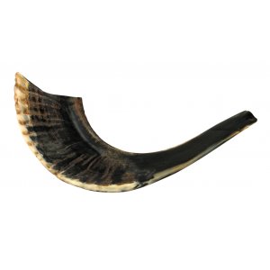 Small Natural Black Rams Horn Shofar 11"-12"
