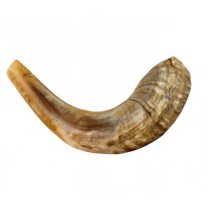 Medium Natural Rams Horn Shofar 13"-14"