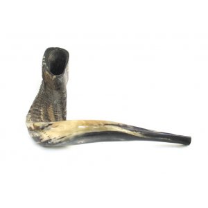 Extra Large Black Rams Horn Shofar - Natural Finish 19"-20"