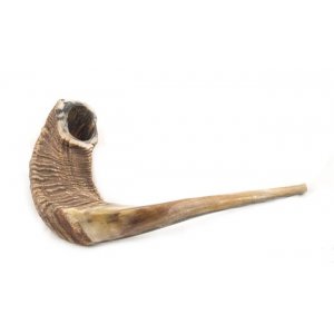 Extra Large Natural Rams Horn Shofar 19"-20"