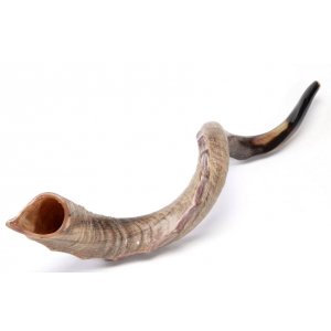 Crown Cut Natural Yemenite Shofar Sizes 37"-46"