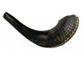 Black Natural Rams Horn Shofar - Medium 13