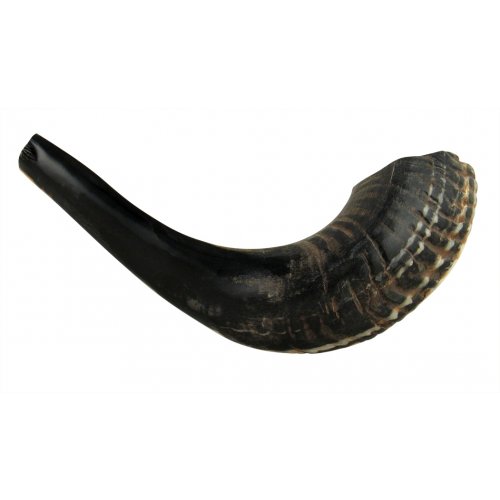 Black Natural Rams Horn Shofar - Medium 13