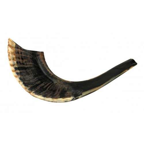 Black Natural Rams Horn Shofar - Medium 13