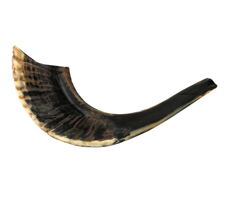 Black Natural Rams Horn Shofar - Medium 13