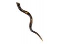 Collectors Hand Painted Kudu Shofar with Gold Grapevine