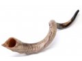 Crown Cut Natural Yemenite Shofar Sizes 37