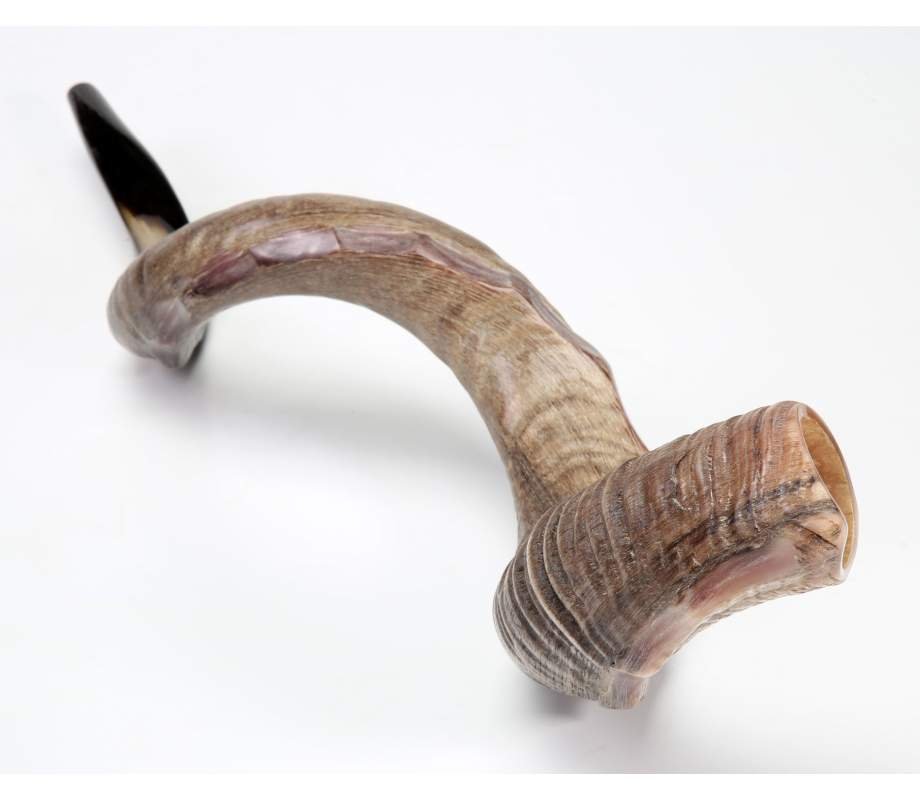 Crown Cut Natural Yemenite Shofar Sizes 37