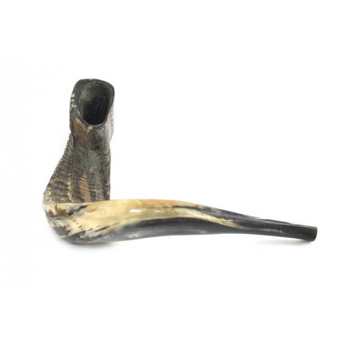 Extra Large Black Rams Horn Shofar - Natural Finish 19