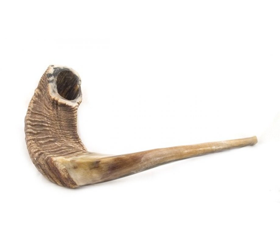 Extra Large Natural Rams Horn Shofar 19