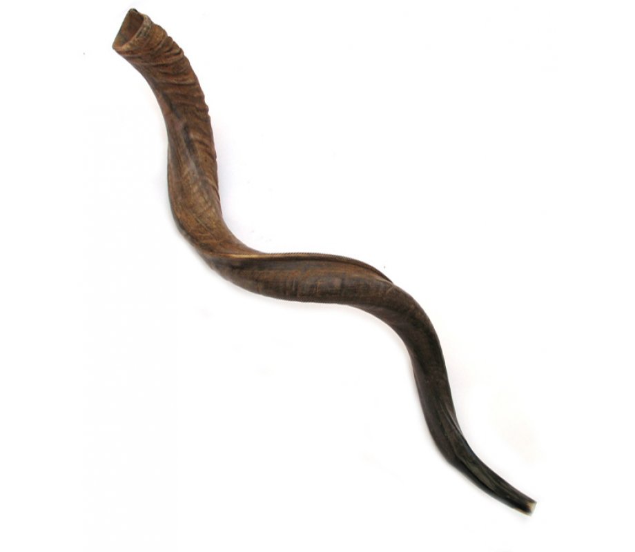 Extra Large Natural Yemenite Shofar Kudu Horn 40