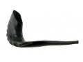 Extra Large Polished Black Rams Horn Shofar - 19