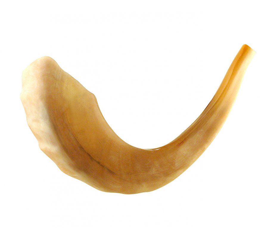 Extra Large Polished Rams Horn Shofar - 19