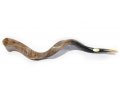 Extra Large Polished Yemenite Shofar Kudu Horn 40