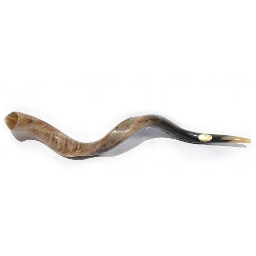 Extra Large Polished Yemenite Shofar Kudu Horn 42