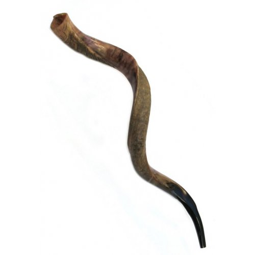 Huge Jumbo Yemenite Shofar Kudu Horn Half Polished Half Natural - 51