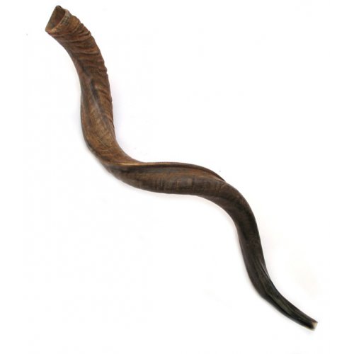 Jumbo Extra Large Yemenite Shofar Kudu Horn Natural - 44