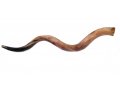 Jumbo Polished Yemenite Shofar Kudu Horn 45