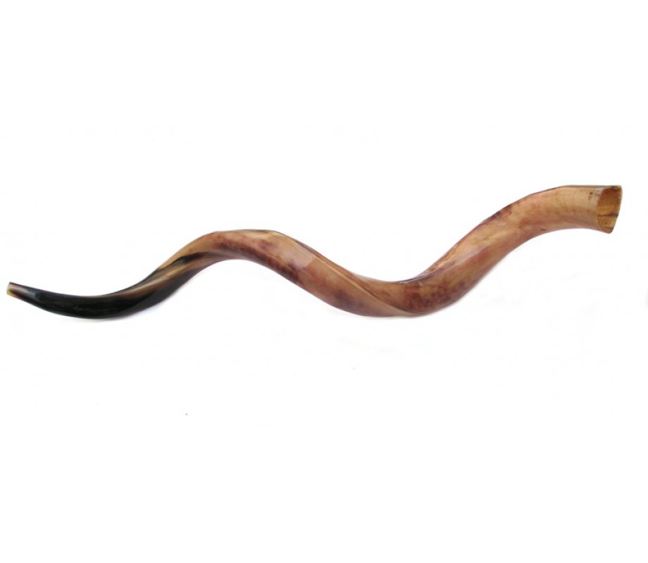 Jumbo Polished Yemenite Shofar Kudu Horn 47