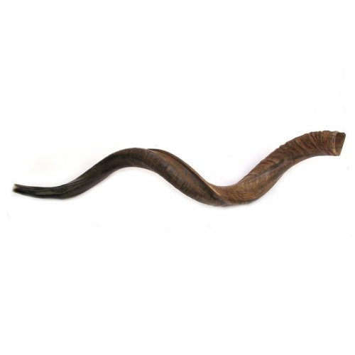 Jumbo Yemenite Natural Shofar - Natural 47