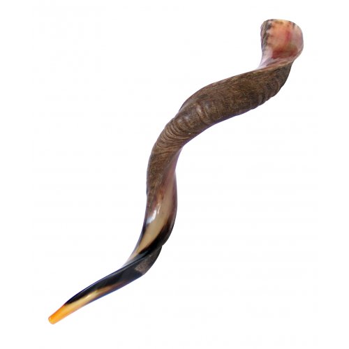 Jumbo Yemenite Shofar Kudu Horn Half Polished Half Natural Finish 45