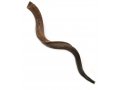 Jumbo Yemenite Shofar with Natural Finish 45