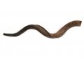 Jumbo Yemenite Shofar with Natural Finish 45