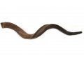 Jumbo Yemenite Shofar with Natural Finish 45