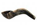 Large Natural Black Rams Horn Shofar 17